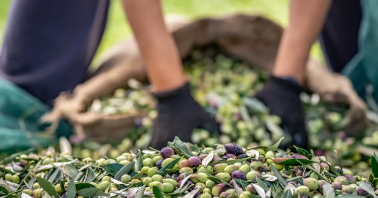 sofralik-zeytin-ihracatinda-255-milyon-dolarlik-tarihi-rekor-QnrUL5CV.webp