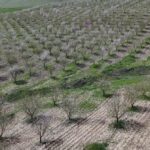 adiyamanda-badem-agaclari-cicek-acti-QriMnEn7