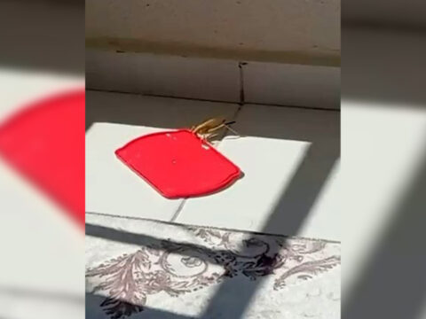 Burdurda balkona konan dev cekirgeye su verdi ztU5SZMc