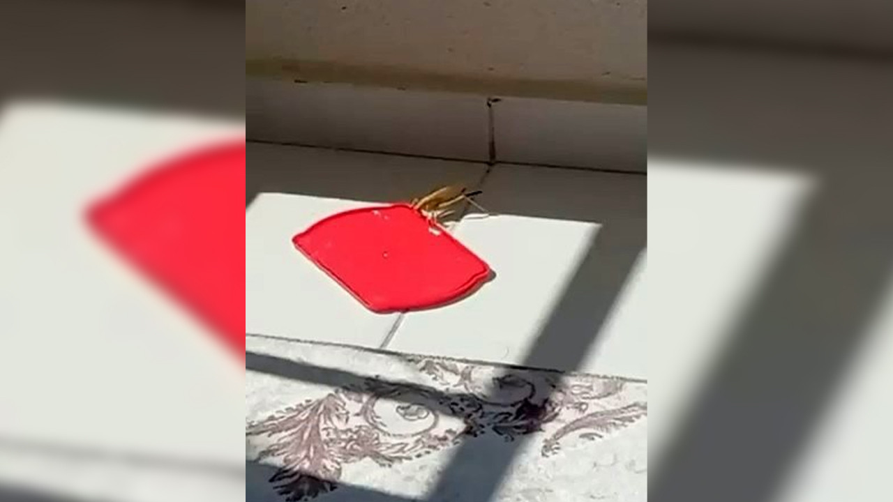 Burdurda balkona konan dev cekirgeye su verdi ztU5SZMc
